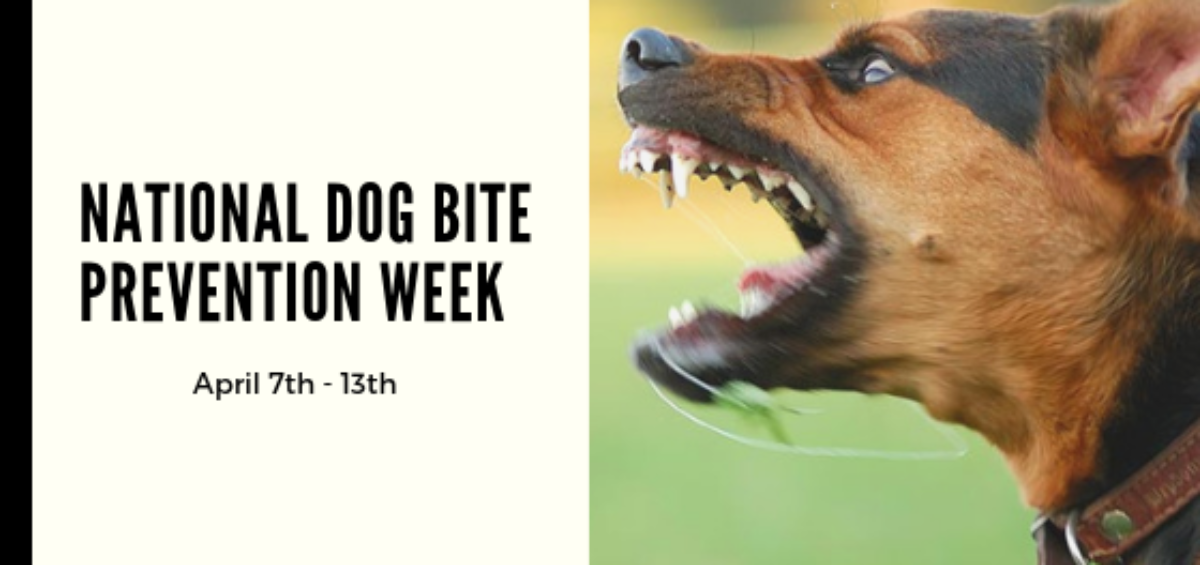 National Dog Bite Prevention Week — Sit Happens